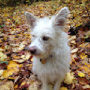 Meet your Posher, Bill